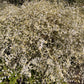 Aster bianco in vendita