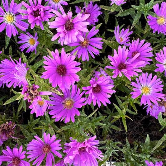 L'Aster dumosus 'Alpha Light Pink' è una pianta perenne a crescita bassa, appartenente alla famiglia delle Asteraceae, che raggiunge i 30-40 cm di altezza, perfetta per bordure e giardini. Fiorisce tra la fine dell'estate e l'autunno, con fiori rosa pallido dal centro giallo. Predilige posizioni soleggiate o parzialmente ombreggiate e si adatta bene a terreni ben drenati. Durante l'inverno la parte aerea scompare.