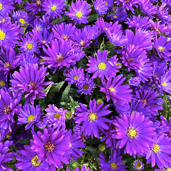 L'Aster dumosus 'Alpha Purple Space' è una pianta perenne compatta della famiglia delle Asteraceae, nota per la sua fioritura autunnale. Ha un portamento cespuglioso e raggiunge un'altezza di 30-40 cm. I fiori, simili a margherite, sono di un vivace viola porpora con un centro giallo. Fiorisce tra la fine dell'estate e l'autunno, preferendo posizioni soleggiate o parzialmente ombreggiate. Cresce meglio in terreni ben drenati ed è una pianta resistente e di facile manutenzione. In inverno la parte aerea scom