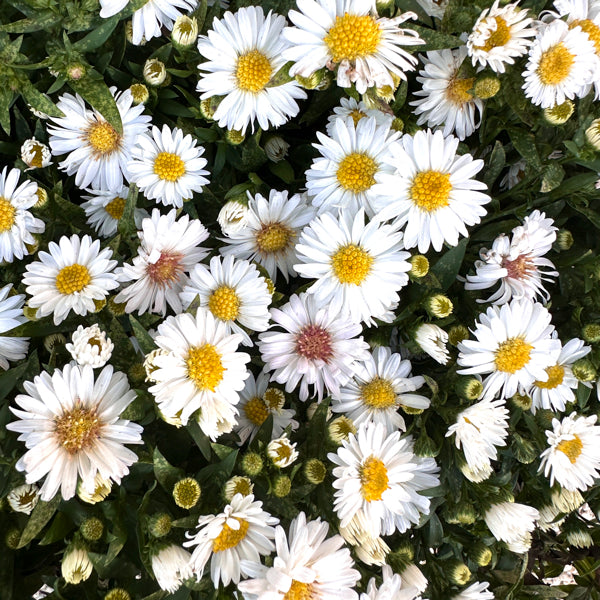 L'Aster dumosus 'Alpha White' è una pianta perenne e compatta, rinomata per la sua fioritura abbondante e bianca in autunno. Appartenente alla famiglia delle Asteraceae, raggiunge i 30-40 cm di altezza, risultando perfetta per bordure e aiuole. I fiori, simili a margherite, sono bianchi con un centro giallo brillante. Fiorisce copiosamente da settembre a ottobre, preferendo posizioni soleggiate o parzialmente ombreggiate. Cresce meglio in terreni ben drenati ed è una pianta rustica che necessita di poche at