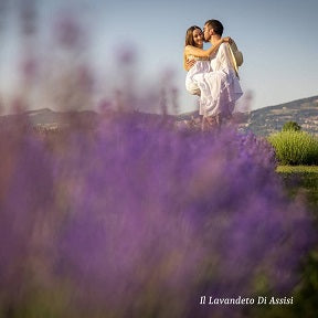 Campi di lavanda in Italia. Foto nei campi di lavanda Italia. Campi di lavanda più belli Italia, lavandeto, lavandeti, il lavandeto, vedere un lavandeto in italia