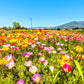 Cosa fare ad Assisi,  aprile Assisi Cosa fare Assisi maggio, festa della primavera, eventi Assisi, attrazioni Assisi, festa dei papaveri, campi di papaveri, escolzia, papaveri della California, Campi di papaveri da visitare, fioritura dei papaveri in Italia, cosa fare Perugia maggio 2025, eventi Perugia, Eventi in Umbria, Assisi aprile 2025