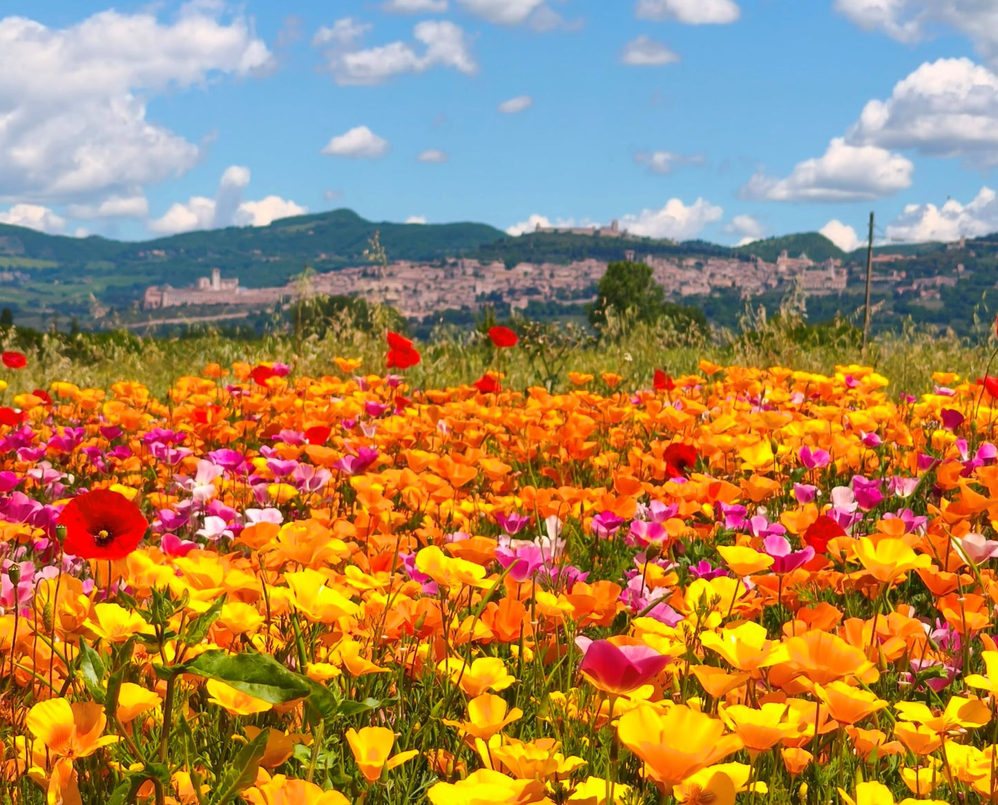 eventi Assisi, eventi Umbria, eventi Perugia, manifestazioni Perugia aprile e maggio, festa di primavera, cosa fare 25 aprile, cosa fare 1 maggio, cosa vedere Assisi e dintorni, cosa vedere Assisi, cose più belle da vedere in Umbria, fioritura Castelluccio di Norcia, fioriture in Umbria, mostre piante e fiori Italia, campi di papaveri, campo di papaveri, fioritura dei papaveri della california