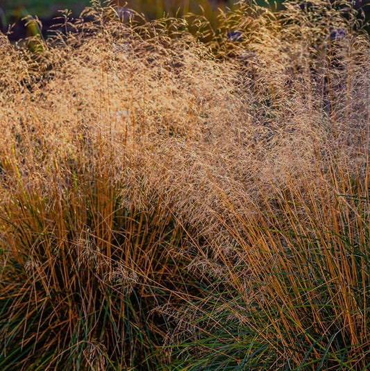 Deschampsia cespitosa – Graminacea ornamentale elegante
