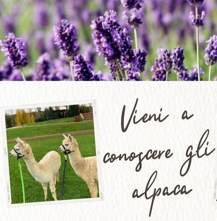 Eventi Assisi ottobre 2024 Alpaca, dove vedere gli alpaca, allevamento alpaca, eventi Assisi, manifestazioni Assisi, manifestazioni in Umbria, eventi con alpaca