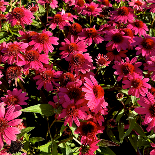  Echinacea Sun Magic 'Vintage Red' è una varietà con fiori a forma di cono di colore rosso, noti per la loro vivacità. Il fogliame verde scuro, lanceolato o ovale, accompagna le piante che crescono comunemente tra i 60 e i 120 cm. La fioritura avviene nei mesi estivi e autunnali, rendendo questa Echinacea un'eccellente attrazione per farfalle e api. Resistenti e adatte a vari ambienti, le Echinacea Vintage Red, disponibili in vaso 15 cm,