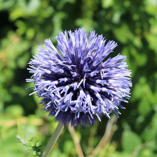 L'Echinops bannaticus 'Blue Globe' è una pianta perenne che produce fiori sferici blu-argentei con steli eretti alti circa 90-120 cm. Questa varietà fiorisce in estate e attira api e farfalle. Cresce meglio in pieno sole e in terreni ben drenati, ed è una scelta ideale per bordure perenni, giardini rustici o composizioni floreali secche. La sua bellezza distintiva e la resistenza la rendono un'aggiunta apprezzata ai giardini.