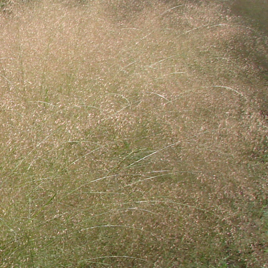 Eragrostis trichodes, nota come erba danzante o love grass, è una graminacea perenne con ciuffi compatti, steli alti 60-90 cm e infiorescenze leggere dai colori tenui (verde, rosa, rosso), che fiorisce in estate-autunno. Adatta a terreni ben drenati e soleggiati, richiede poca manutenzione e potature occasionali.