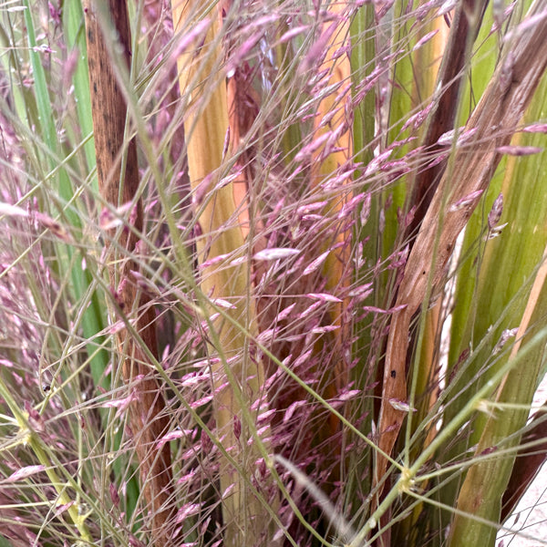 Eragrostis 'Specatabilis' Vaso 18 cm. è una pianta graminacea perenne, ama l'esposizione soleggiata, fiorisce da Giugno fino a Novembre di colore rosa-viola, può raggiungere un'altezza massima di 70 cm. Vendita graminacee ornamentali online