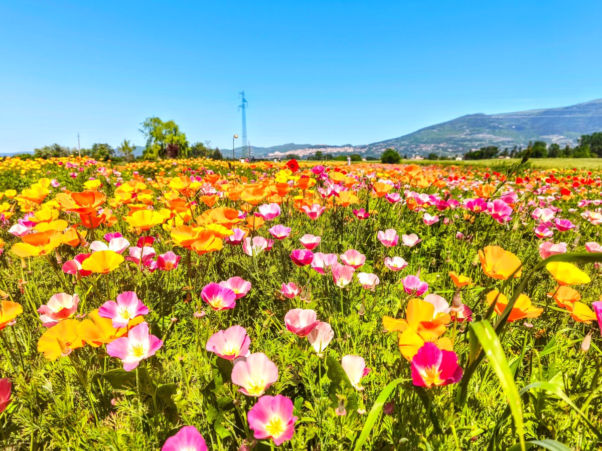 Festa dei papaveri, papaveri della California, papaveri da fotografare, eventi Assisi, dove fotografare i papaveri in Italia