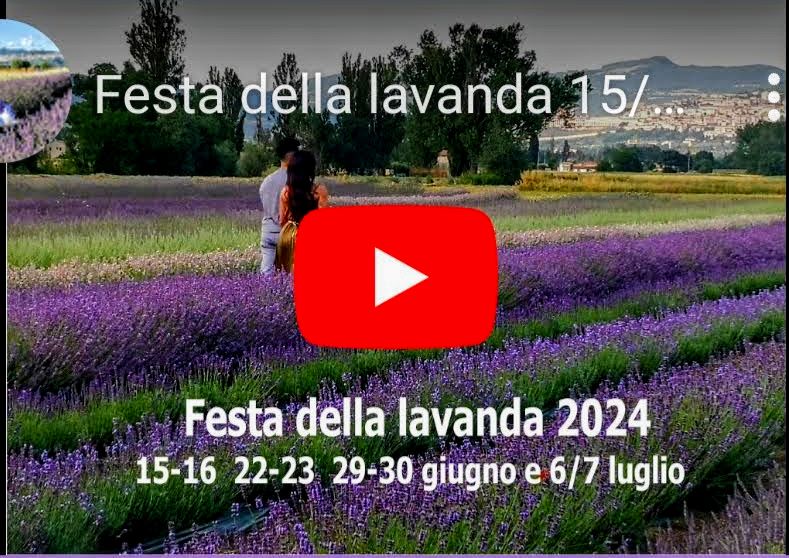 Load video: Lavender Festival 2024. Lavender fields in Italy
