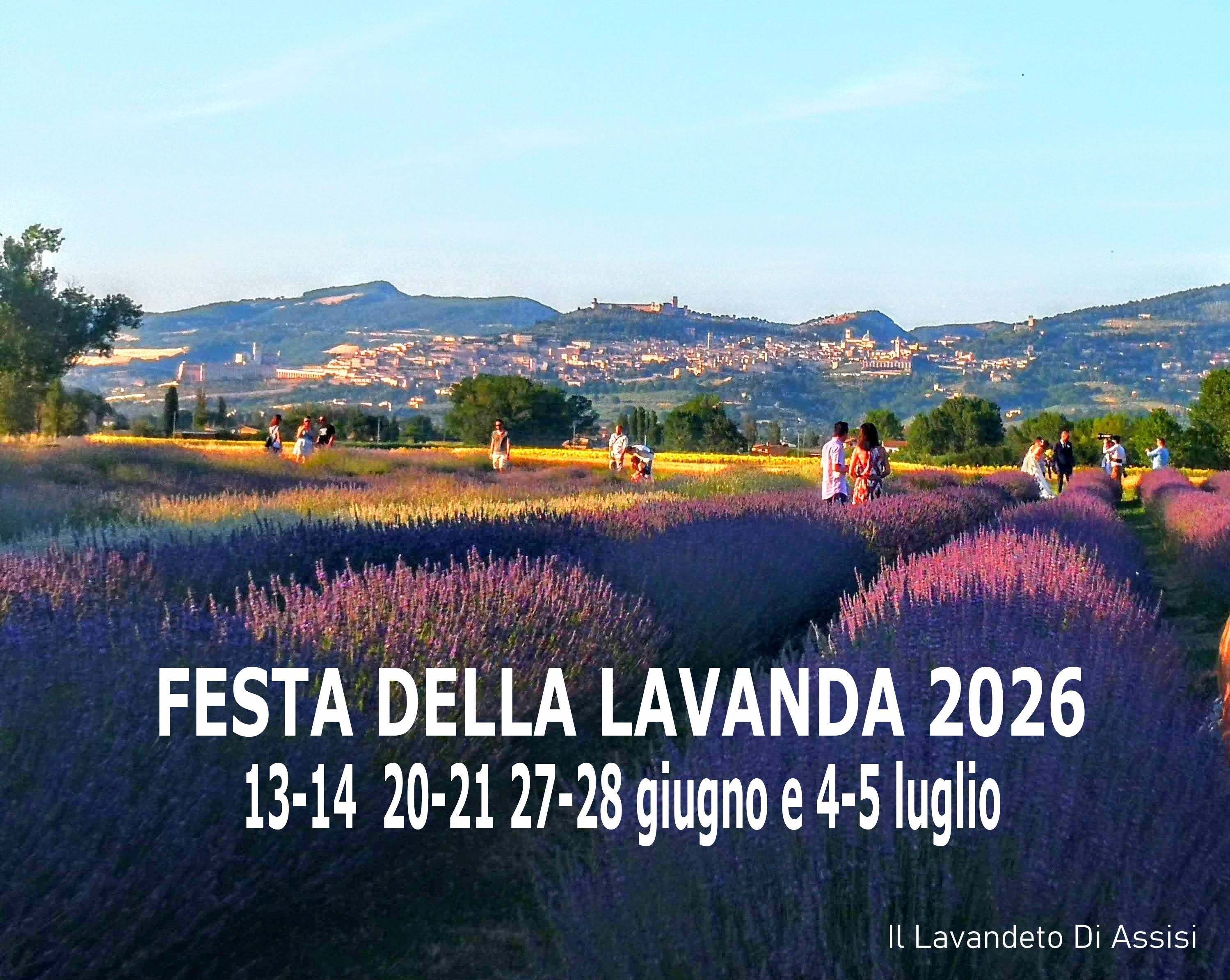 Load video: Lavender Festival 2024. Lavender fields in Italy