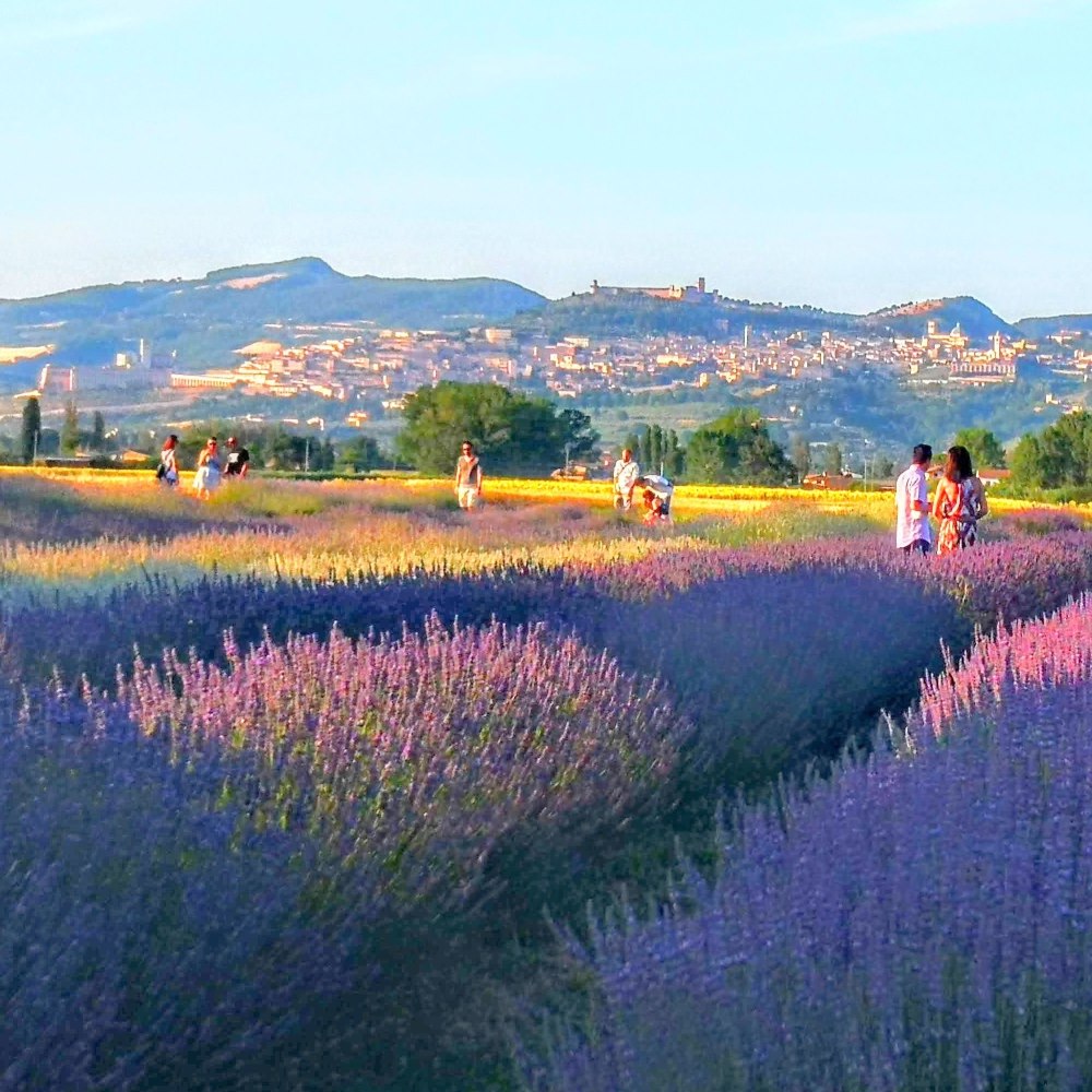 Carica il video: Festa della lavanda. Campi di lavanda in Italia