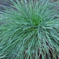 Festuca glauca 'Blauglut', Festuca glauca Blauglut,  graminacee ornamentali vendita online, vendita festuca, vendita piante online, vendita graminacee online