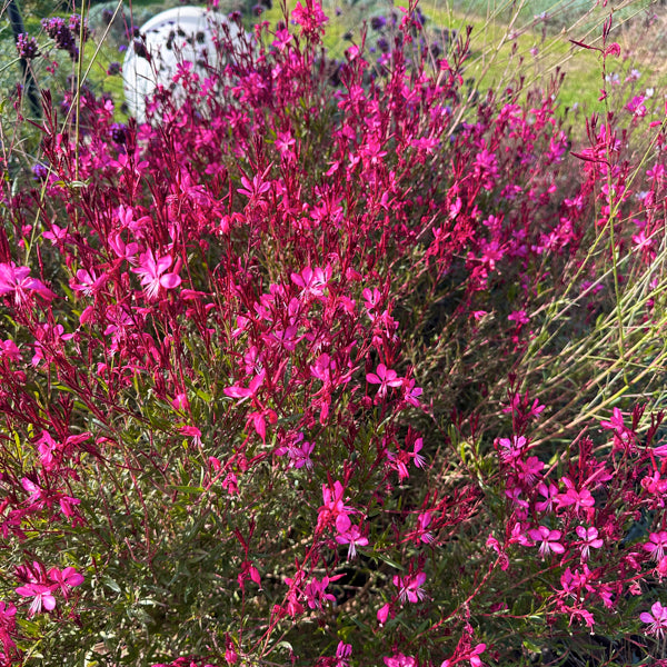 La Gaura lindheimeri 'Gaudi Red' vendita è una pianta perenne compatta, caratterizzata da fiori rosa intenso che sbocciano su steli sottili e fogliame verde-rossastro. Fiorisce abbondantemente da primavera fino all'autunno, creando un effetto leggero e arioso nei giardini. Resistente alla siccità e facile da coltivare, è ideale per bordure, aiuole e giardini a bassa manutenzione.