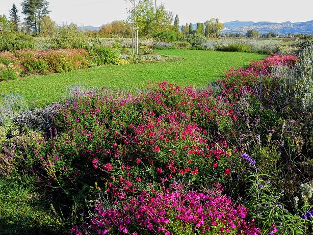 Giardino_delle_salvie_Assisi mostre mercato di piante e fiori, cosa fare in Umbria settembre, cosa fare Assisi ottobre, cosa visitare Assisi settembre, fioriture di settembre, fioriture di ottobre