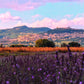 mazzi di lavanda freschi, fiori di lavanda, fiori di lavanda freschi, fasci di lavanda freschi, composizioni floreali con lavanda