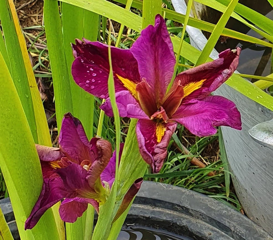 Iris louisiana ‘Spicy Cajun’ (rizoma) – Fiore rosso porpora per bordi laghetto