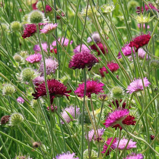 Knautia macedonica 'Melton Pastels' è una pianta perenne con fiori delicati in tonalità pastello, tra cui rosa, lilla e bianco. Cresce fino a circa 60-90 cm di altezza e fiorisce in estate. È ideale per aiuole miste e bordure, attirando impollinatori come api e farfalle.
