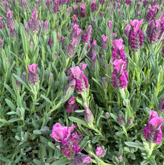 La Lavanda Stoechas Rosa è una varietà di lavanda con fiori rosa a forma di spiga, caratterizzata da un profumo fresco e erbaceo. Crescente fino a circa 30-60 cm di altezza, le sue foglie sono di colore verde-grigio. Adatta per bordure, aiuole o vasi, questa pianta perenne è apprezzata per la sua bellezza ornamentale e per attirare insetti benefici nel giardino.