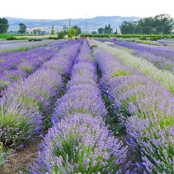 Festa della lavanda. festa della lavanda 2026, festa della lavanda in Italia, Campi di lavanda in Italia, lavanda, lavandeto, Il Lavandeto, un lavandeto. Vendita piante online, miglior vivaio online