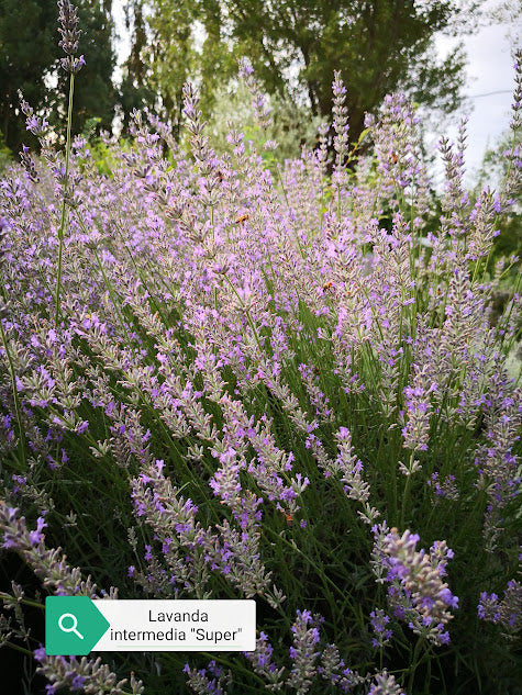 lavanda super, lavanda intermedia super, lavandino super, lavanda lilla, lavanda chiara