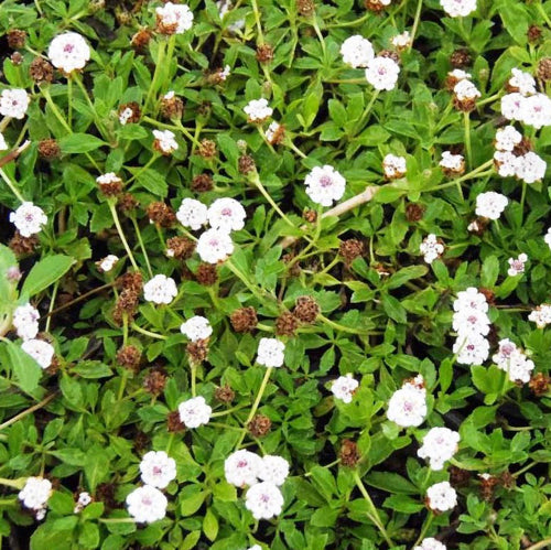 Vendita Lippia nodiflora in vaso 14 cm, è una pianta erbacea strisciante con foglie ovali, fiori piccoli e habitat preferenziali umidi. È utilizzata principalmente per scopi ornamentali e per il controllo dell'erosione in determinate situazioni.