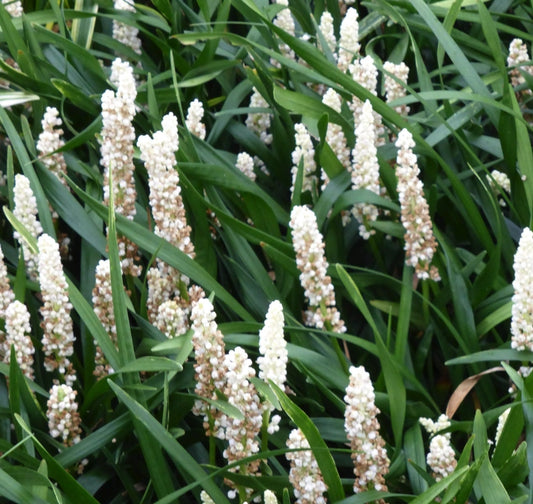 Liriope muscari ‘Monroe White’, pianta ornamentale sempreverde con spighe di fiori bianchi ed eleganti