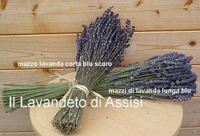 Mazzi di lavanda secca. Mazzetti di Lavanda essiccati,  fasci di lavanda secchi, fasci di lavanda essiccati, lunghi blu: eleganti steli sottili reggono fiori di lavanda essiccati dal colore blu intenso. Versatili e duraturi, aggiungono un tocco di serenità e raffinatezza a qualsiasi ambiente. Fasci di lavanda secchi, lavanda per addobbi e bomboniere