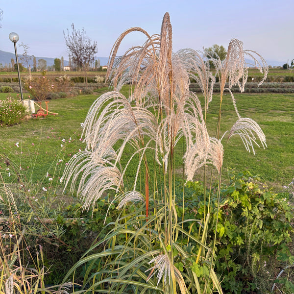 Miscanthus sinensis 'Memory' con fiori argentati, graminacea ornamentale per giardini e bordure. Acquista online con spedizione veloce