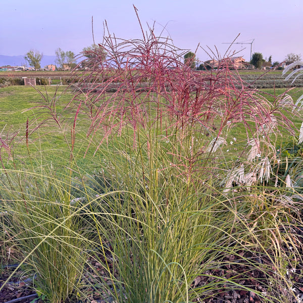 Il Miscanthus sinensis 'Flamingo' in vendita è una graminacea ornamentale caratterizzata da eleganti foglie sottili verde-argento e pannocchie di fiori rosa pallido a forma di piuma che sbocciano a fine estate. Cresce in ciuffi compatti, è resistente e ideale per aggiungere movimento e colore a giardini ornamentali.