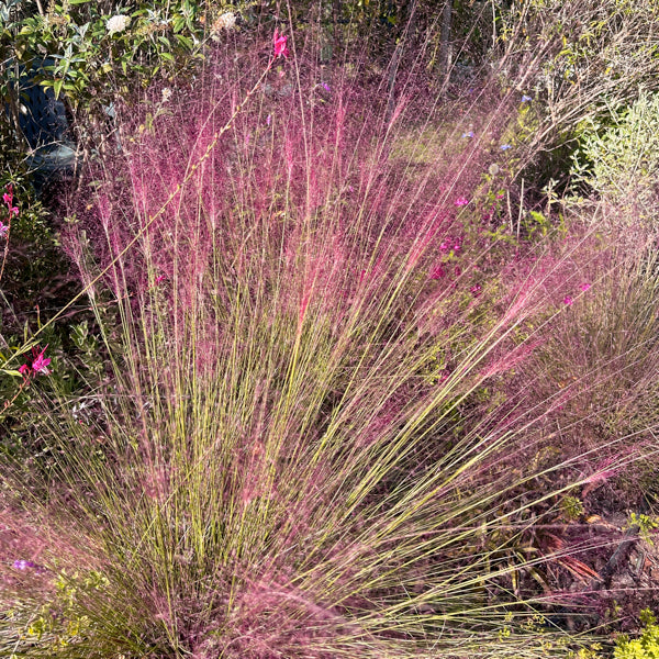 La Muhlenbergia capillaris in vendita, o erba delle nebbie rosa, è una pianta ornamentale perenne caratterizzata da soffici pennacchi rosa-violacei che fioriscono in autunno, creando un effetto vaporoso. Cresce fino a 90 cm in altezza e larghezza, preferisce posizioni soleggiate e terreni ben drenati. È resistente alla siccità e molto apprezzata per il suo impatto estetico nei giardini.