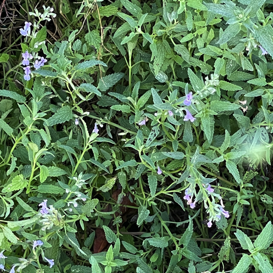 L'erba gatta o Nepeta cataria è una pianta erbacea perenne con foglie verdi o grigio-verdi e fiori bianchi o blu pallido. È nota per il suo aroma che attrae i gatti, stimolando reazioni giocose o euforiche nei felini. Può essere coltivata come pianta ornamentale in giardino e è resistente.