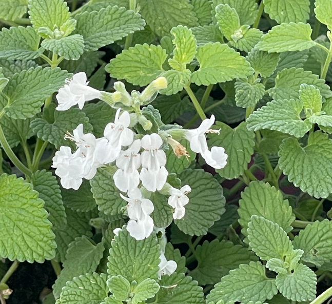  La Nepeta x faassenii 'Snowflake' in vendita in vaso 14 cm, conosciuta come "Catmint Snowflake," è una varietà di catmint con foglie grigio-verdi e fiori di colore bianco puro. Cresce a un'altezza di circa 30-45 cm ed è ideale per aiuole e bordure. Fiorisce in primavera ed estate, attirando insetti impollinatori. È una pianta resistente e richiede poca manutenzione.