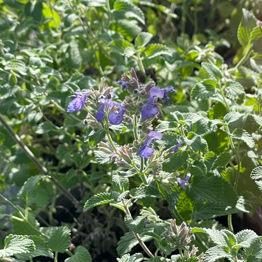 La Nepeta x faassenii 'Nana' è una varietà compatta di catmint (erba gatta) con foglie grigio-verdi e fiori blu-viola. Cresce a una altezza di circa 20-30 centimetri ed è ideale per aiuole, bordure e vasi. Fiorisce in primavera ed è apprezzata per attirare insetti impollinatori. È una pianta resistente e richiede poca manutenzione.