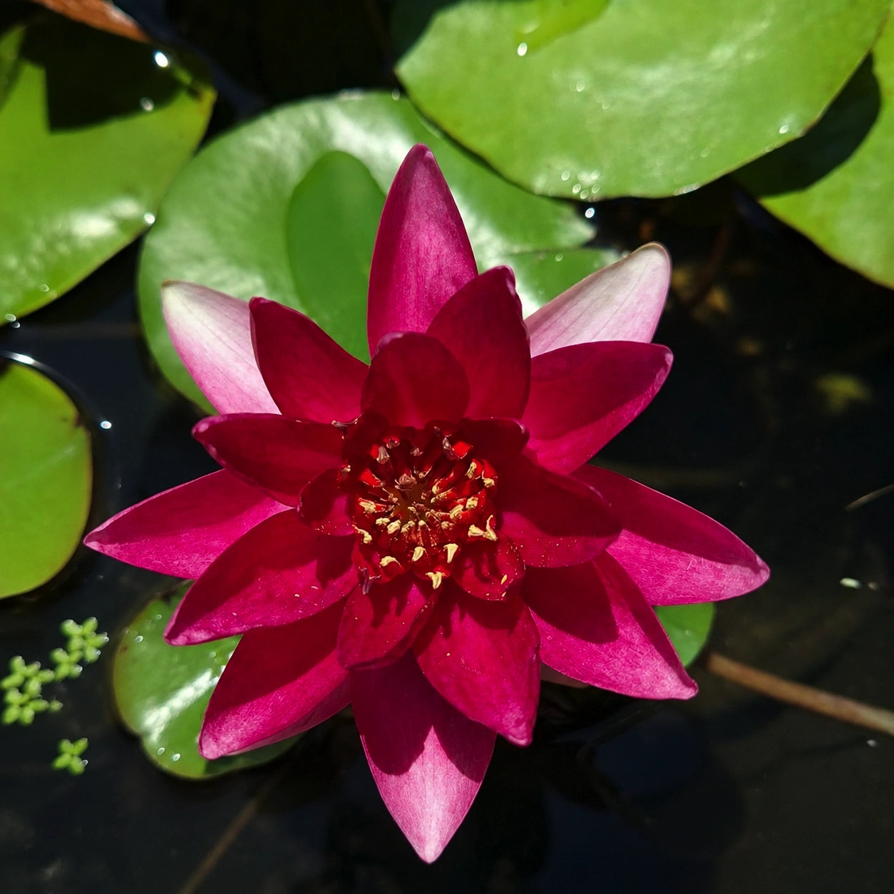 Ninfea Nymphaea 'Laydekeri Fulgens' – Ninfea rustica rossa per laghetti, biolaghi e giardini acquatici