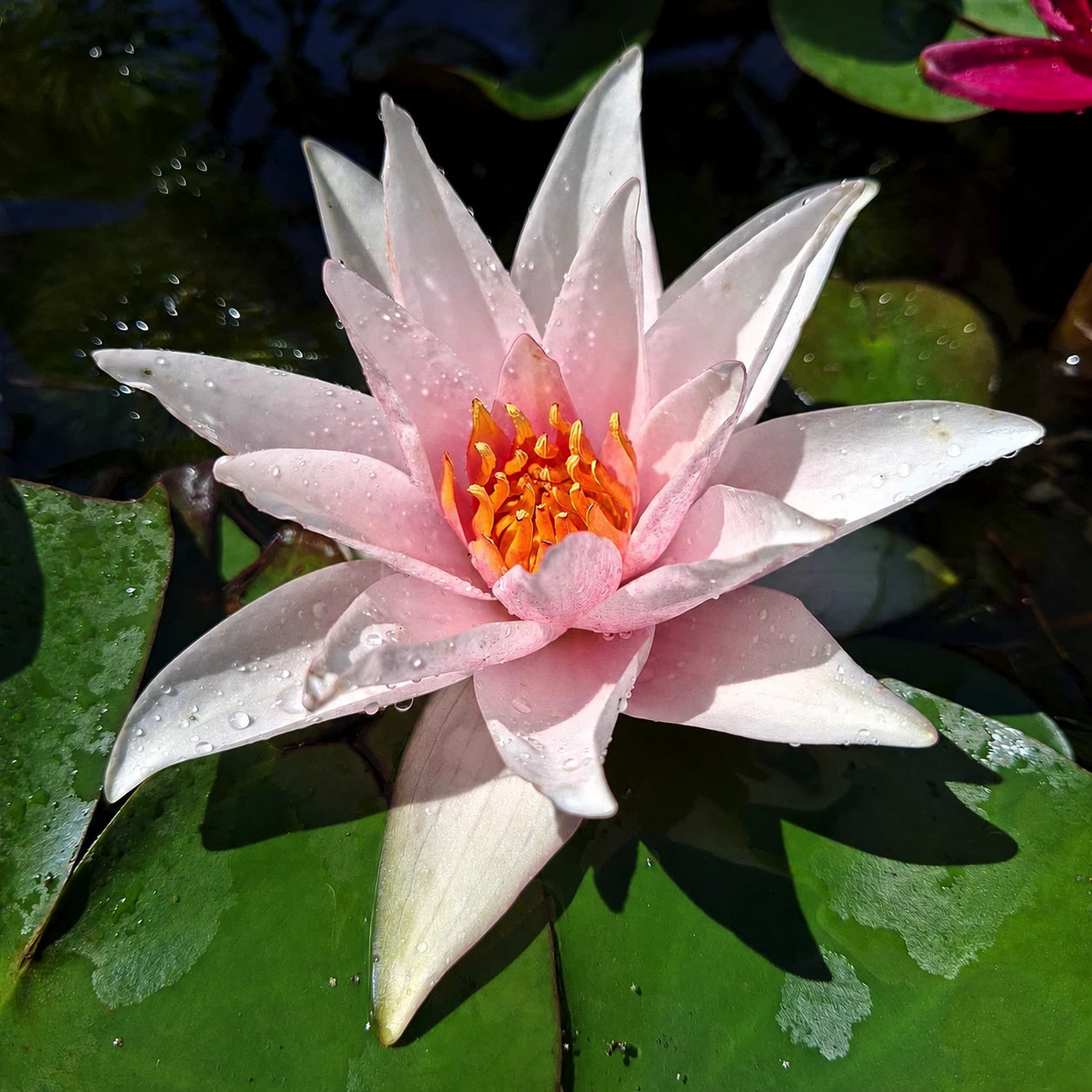 Ninfea Nymphaea 'Millennium Pink' – Ninfea rosa per laghetti e giardini acquatici