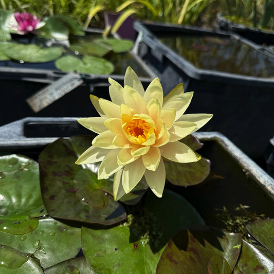 Ninfea Nymphaea ‘Moorei’ – Ninfea rustica gialla per laghetti e vasche
