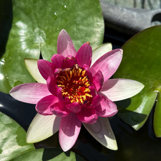 Ninfea Nymphaea 'Charles de Meurville' – Ninfea rustica rosa per laghetti e giardini acquatici