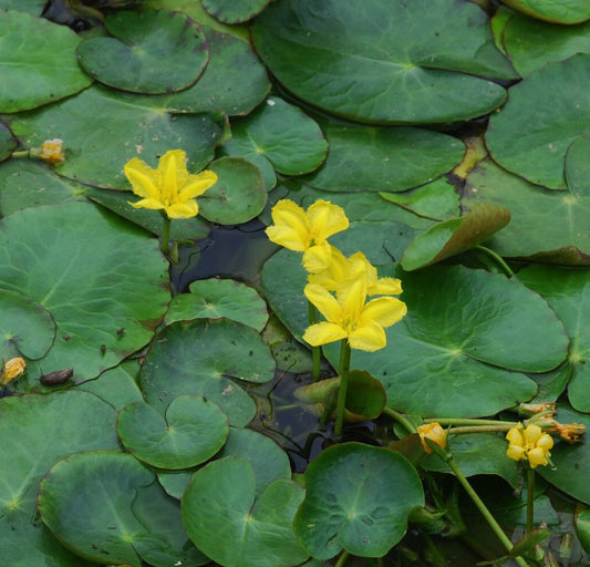 Nymphoides peltata (rizoma) – Ninfea gialla galleggiante per laghetti