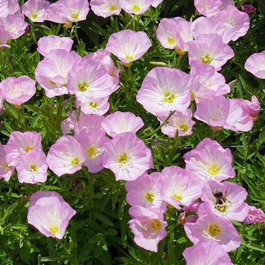 Oenothera speciosa 'Childsii' è una pianta perenne a bassa crescita con fiori rosa o rosa pallido che sbocciano durante la sera e la notte. Questa varietà forma coperture terra compatte ed è ideale per giardini perenni, bordure e attira impollinatori notturni come le falene.