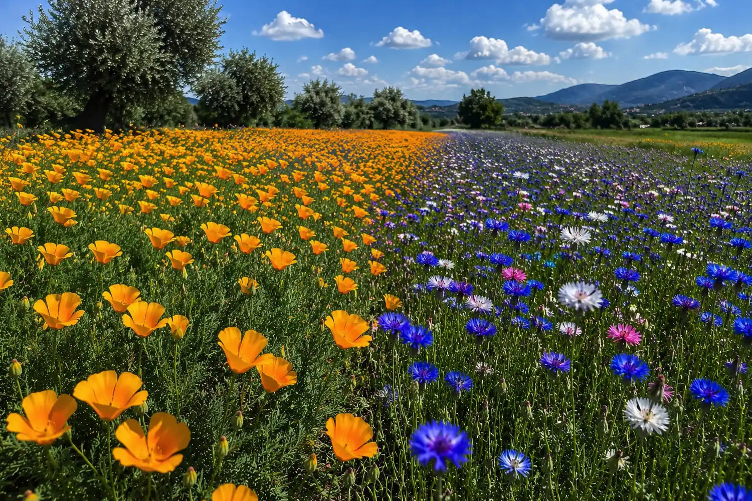 Eventi in Umbria maggio, eventi in Umbria giugno, eventi  Perugia maggio, Eventi Perugia giugno, eventi Assisi maggio, eventi Assisi giugno, fioriture più belle d' Italia, fioritura in Umbria, fioritura fiordalisi in Umbria, mostre giardinaggio Umbria
