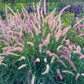 Pennisetum Karley Rose vendita, vendita graminacee, vendita piante online
