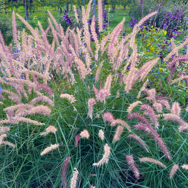 Pennisetum Karley Rose vendita, vendita graminacee, vendita piante online
