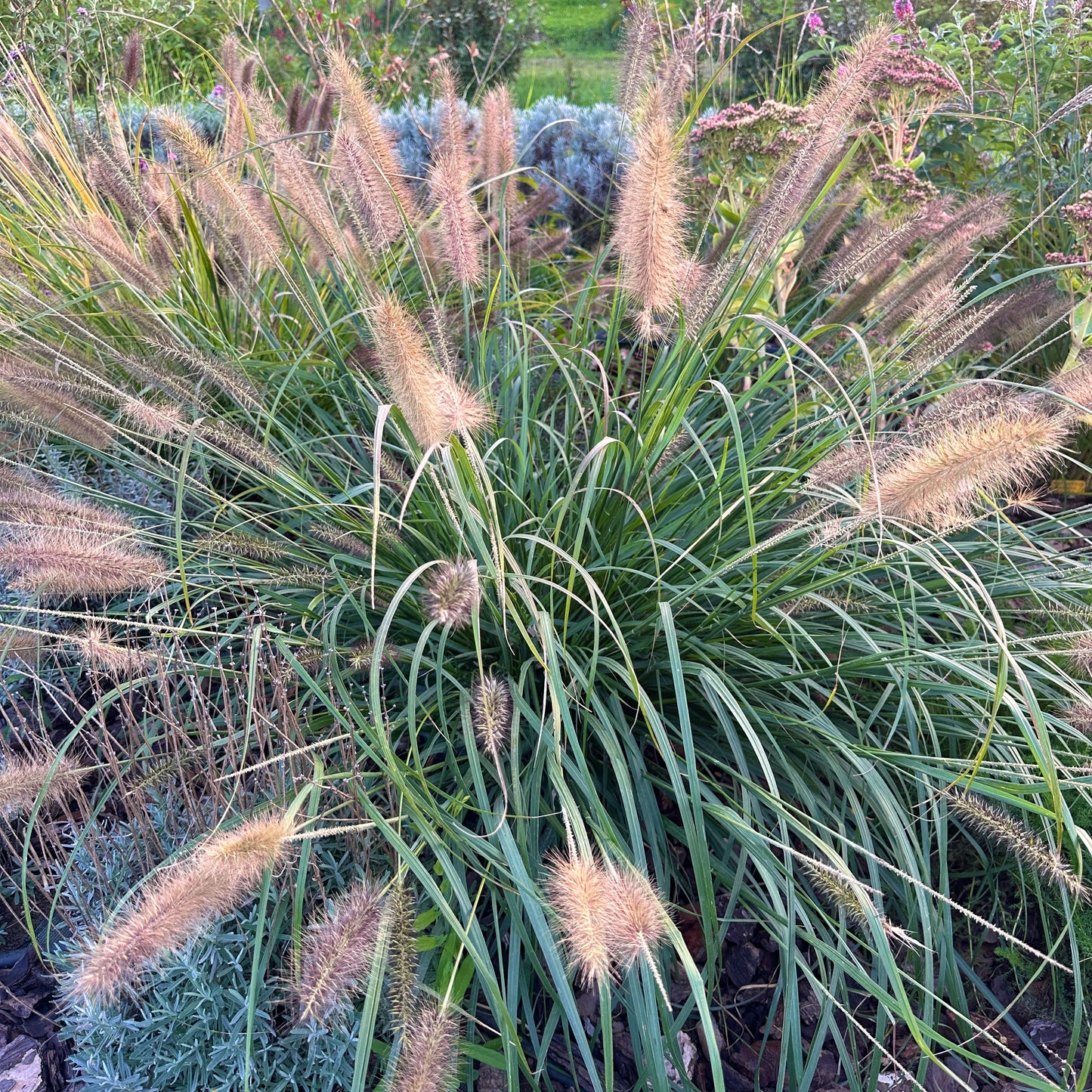 Il Pennisetum 'Moudry' è una graminacea ornamentale compatta, nota per le sue infiorescenze scure, quasi nere, a forma di spighe, che sbocciano in autunno. Ha foglie verde scuro e un portamento cespuglioso, ideale per bordure e giardini naturalistici. Resistente e decorativo, aggiunge interesse visivo in autunno.