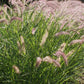 Il Pennisetum orientale 'Karley Rose' è un'erbacea ornamentale caratterizzata da foglie strette e lunghe di colore verde scuro e fiori viola-rosa che crescono in spighe erette durante l'estate. Di altezza compresa tra i 60 e gli 80 centimetri, richiede una posizione soleggiata o parzialmente ombreggiata e un terreno ben drenato. Apprezzato per la sua bassa manutenzione, è ideale per bordi, aiuole miste e vasi, aggiungendo colore e interesse visivo al giardino.