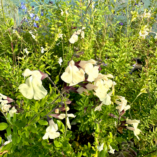 la Salvia da fiore 'Ballerina' è una varietà di salvia ornamentale con fiori gialli chiaro che aggiungono eleganza e vivacità al giardino. Grazie alla sua resistenza e alla sua capacità di attrarre gli insetti impollinatori, è una scelta popolare tra i giardinieri che cercano piante perenni decorative.
