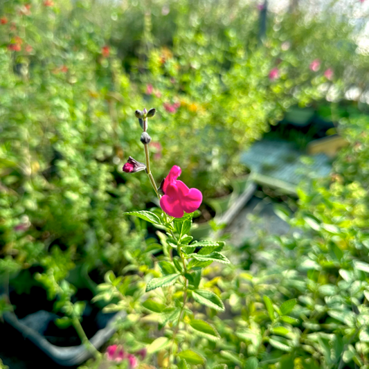 Salvia Sangria