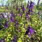 La Salvia 'Amistad' in vendita è una pianta perenne ornamentale, famosa per i suoi fiori tubulari viola intenso con calici quasi neri. Fiorisce dalla primavera all'autunno, attira impollinatori e cresce fino a 1-1,5 metri. Ama il sole e il terreno ben drenato, con una buona resistenza al freddo fino a -5°C.