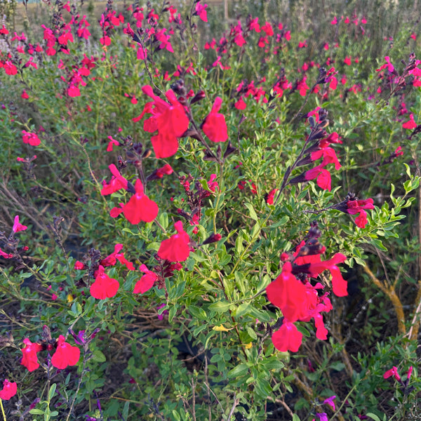 La Salvia 'Cavalieri' è una pianta perenne decorativa, caratterizzata da fiori viola intenso e foglie aromatiche di colore verde. Fiorisce in estate e autunno, attirando impollinatori come api e farfalle. Ideale per bordure e giardini mediterranei, è resistente alla siccità e richiede poca manutenzione.